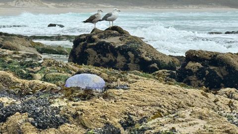 Una carabela portuguesa en la playa de Area Maior, en Louro, Muros.