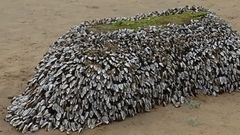 Anatifas, varadas ayer en Xag�