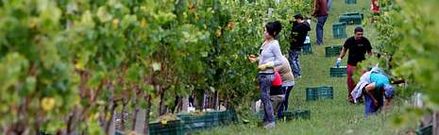 Las tradicionales estampas de recogida de uva en las plantaciones de la comarca arrancar�n a partir de la pr�xima semana.