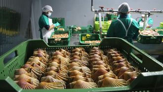 Trabajo de limpieza de vieiras en la empresa Porto de Cambados 