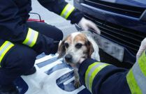 El conductor del veh�culo crey� haber atropellado al animal. 