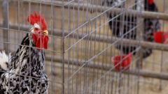 Pita Pinta, una especie de gallina aut�ctona asturiana