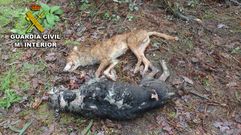 Las im�genes del maltrato animal en Ponte Caldelas
