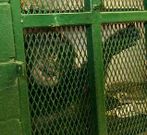 El chimpanc� Tommy, en su jaula.
