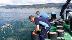 Jornada de siembra en la r�a de Pontevedra