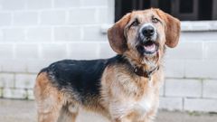 Rocky tiene 10 meses y busca un nuevo hogar