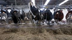 Vacas de producci�n l�ctea en una granja gallega