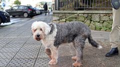 Las multas por llevar al perro sin correa van de los 500 a los 10.000 euros, dependiendo la raza.