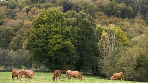 El pastoreo potencia el valor del producto, sea carne o leche, y es cuidadoso con el medio ambiente. 
