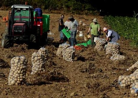 La cosecha ya ha comenzado un algunos campos.