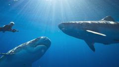 Imagen de archivo de dos tiburones