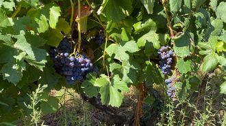 Uvas de mencía listas para vendimiar en una viña de Quiroga, en una foto de archivo