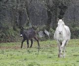El burro y los dos caballos ya no est�n en esta finca. Los trasladaron a otra m�s escondida. 
