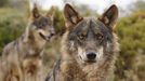 Un lobo por un camino de Villar, en El Franco