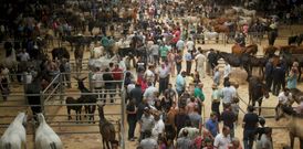 La feria equina situ� de nuevo en Amio otro de los polos de atenci�n del d�a grande de Santiago. 