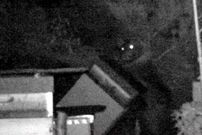 Otra captura de la grabaci�n en la que el animal, puesto de pie, derriba una colmena con sus patas delanteras 