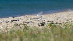 La p�llara no logra remontar el vuelo