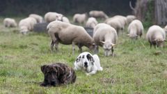 As debemos actuar si nos encontramos con mastines en el campo