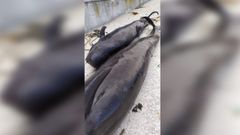 A pesar de que intentaron devolverlos al mar, los dos calderones acabaron muriendo