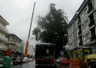 La gr�a, en funcionamiento, con los eucaliptos en frente.