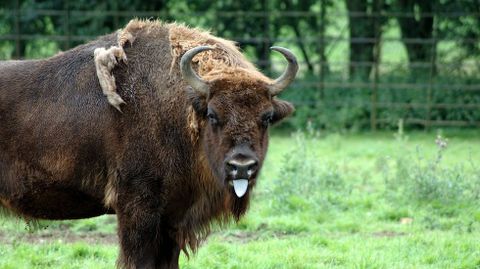 Un bisonte europeo en parque de Bialowieza (Polonia). Ganaderos andaluces han trado ejemplares para reintroducirlo en Espaa