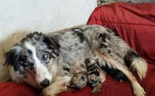 Imagen de �Glu�, una border collie que acaba de ser mam�.