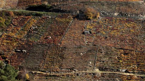 Ocres intensos en las vias en bancales de Doade (Sober), unas de las ms verticales de la Ribeira Sacra