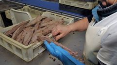 La industria pide importar sin cargas lomos de China, Vietnam y Tailandia, y la flota lo rechaza.