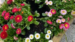 Una de las jardineras en las que desaparecieron plantas