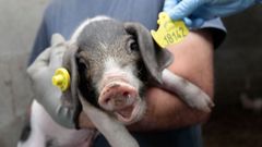 Microchips para los 3.000 porcos celtas que nacen cada a�o