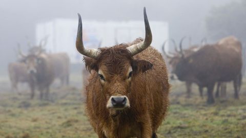 Vaca cachena en una imagen de archivo