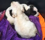 Los dos ejemplares son reci�n nacidos y estaban en una caja.
