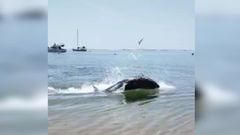 Arroaces en la orilla la playa de A Illa, en A Pobra do Carami�al