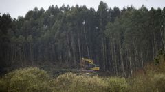 Una m�quina cortando eucaliptos en un monte de Ames el pasado marzo