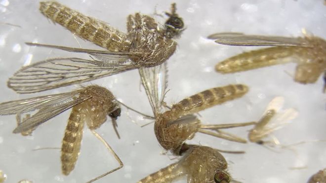 Imagen al microscopio de mosquitos capturados en la provincia de Sevilla para determinar si est�n infectados del virus del Nilo.