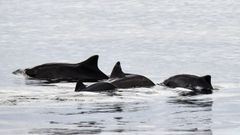 Un grupo de marsopas nadando en aguas gallegas.