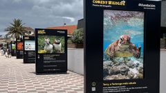 La exposici&oacute;n Comedy Wildlife se puede ver en el paseo de Panx&oacute;n