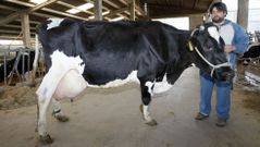 Kali�a, otra vaca de Ganader�a Casa Barbeiro, premiada en Galicia.