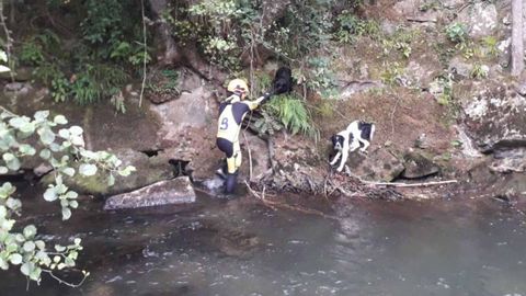 Uno de los momentos del rescate de los perros en el r�o de San Salvador
