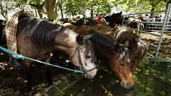 Feria de ganado de As Quendas