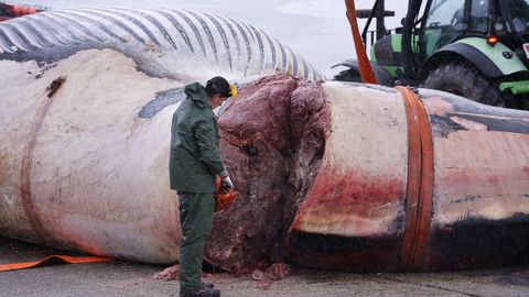 Despiezan la ballena varada en Oza desde el s&aacute;bado para proceder a su retirada