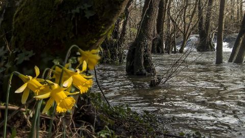 En las orillas del río es fácil ver ejemplares de narciso acampanado (Narcissus bulbocodium)