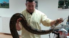 Buscan dos criaderos clandestinos de serpientes pit�n en Lugo