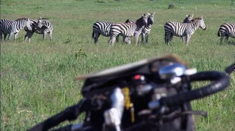 El manillar de la bici de lvaro Neil frente a una manada de cebras en Uganda.El manillar de la bici de lvaro Neil frente a una manada de cebras en Uganda