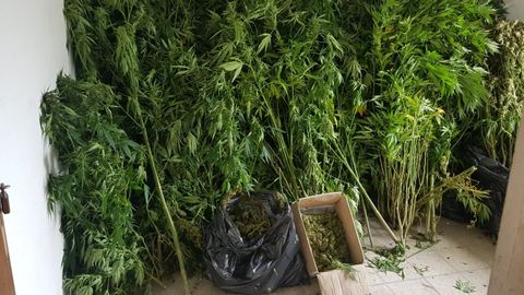 Imagen de archivo de unas plantas de marihuana en la provincia de Lugo