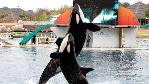 Exhibicin de orcas marinas en Marineland, que cierra este domingo