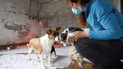 Algunos de los perros fueron trasladados a la protectora