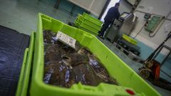 Las descargas en la lonja de Ribeira han descendido