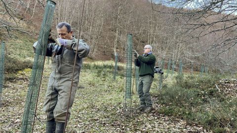 el Fondo para la Protección de los Animales Salvajes (Fapas) está estableciendo pequeñas plantaciones de frutales en el monte, un auténtico bufé libre, de comida gourmet , para los úrsidos