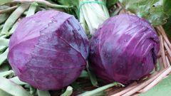 Lombardas de cultivo ecol�gico que hab�a ayer en el mercado por haberse sembrado de forma tard�a